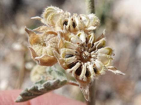 Desert Globemallow (Sphaeralcea ambigua)