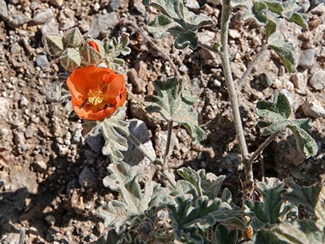 Gooseberryleaf Globemallow (Sphaeralcea grossulariifolia)