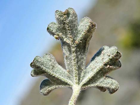 Gooseberryleaf Globemallow (Sphaeralcea grossulariifolia)