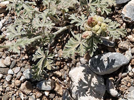 Gooseberryleaf Globemallow (Sphaeralcea grossulariifolia)