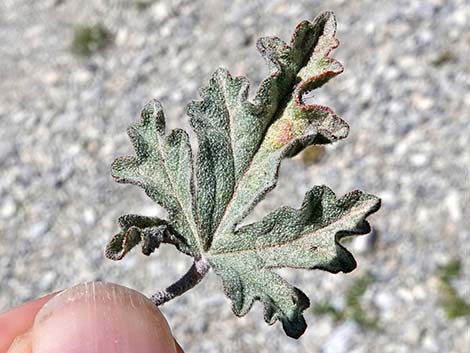 Gooseberryleaf Globemallow (Sphaeralcea grossulariifolia)