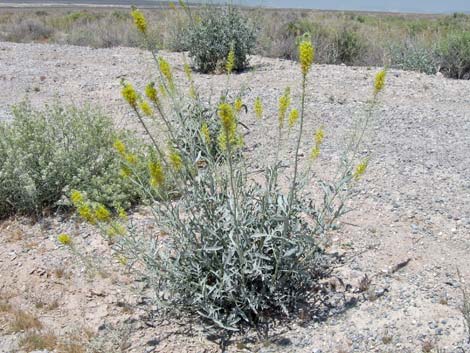 Desert Princesplume (Stanleya pinnata)