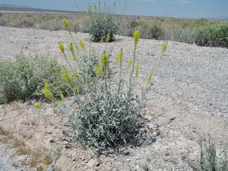 Desert Princesplume (Stanleya pinnata)