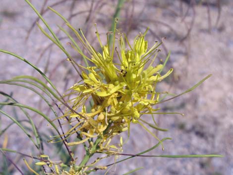 Desert Princesplume (Stanleya pinnata)