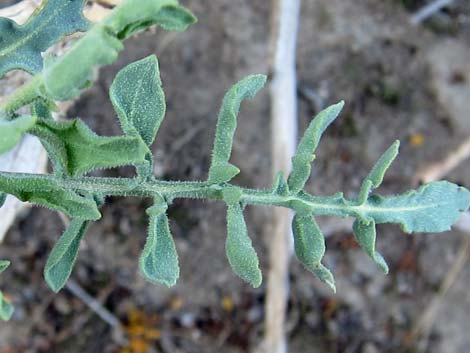 Desert Princesplume (Stanleya pinnata)