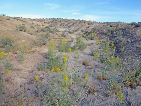 Desert Princesplume (Stanleya pinnata)