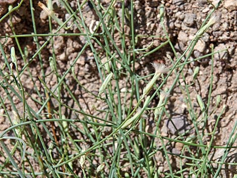 Brownplume Wirelettuce (Stephanomeria pauciflora)