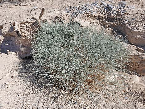 Brownplume Wirelettuce (Stephanomeria pauciflora)