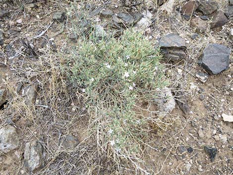 Brownplume Wirelettuce (Stephanomeria pauciflora)