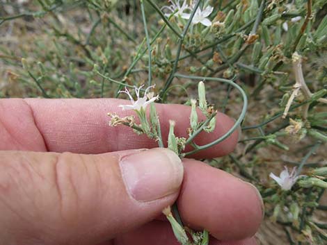 Brownplume Wirelettuce (Stephanomeria pauciflora)