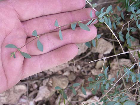 Desert Snowberry (Symphoricarpos longiflorus)