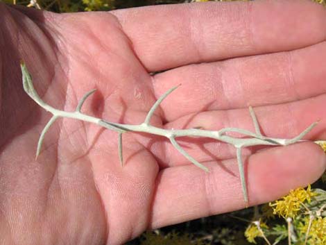 Longspine Horsebrush (Tetradymia axillaris)