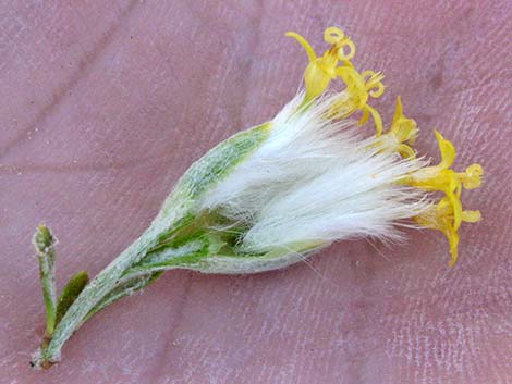 Longspine Horsebrush (Tetradymia axillaris)