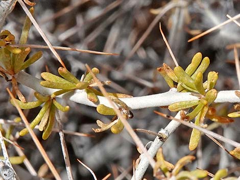 Longspine Horsebrush (Tetradymia axillaris)