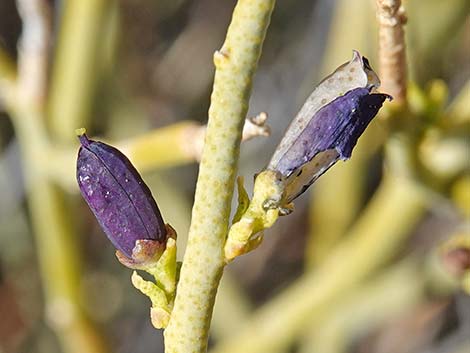 Turpentinebroom (Thamnosma montana)