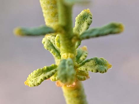 Turpentinebroom (Thamnosma montana)