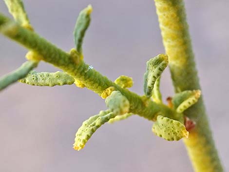 Turpentinebroom (Thamnosma montana)