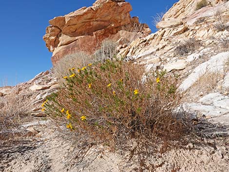 Dogweed Pricklyleaf (Thymophylla acerosa)