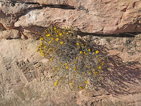 Dogweed Pricklyleaf (Thymophylla acerosa)