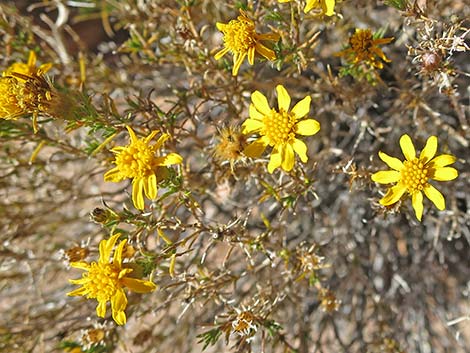 Dogweed Pricklyleaf (Thymophylla acerosa)