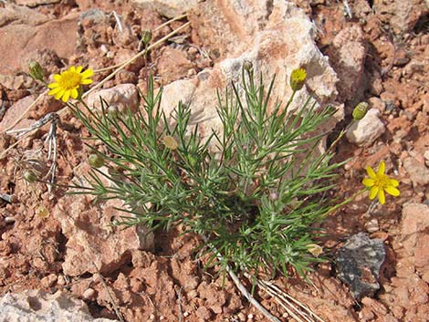 Fiveneedle Pricklyleaf (Thymophylla pentachaeta)