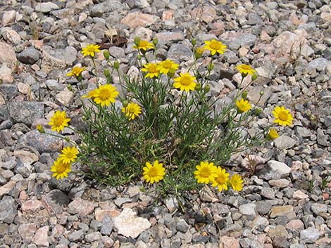 Fiveneedle Pricklyleaf (Thymophylla pentachaeta)