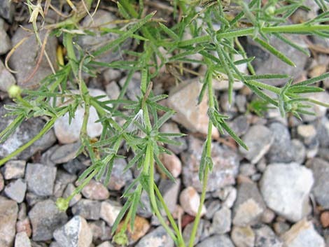 Fiveneedle Pricklyleaf (Thymophylla pentachaeta)