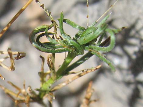 Spiny Goldenweed (Xanthisma spinulosum)