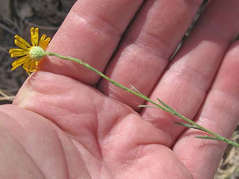 Spiny Goldenweed (Xanthisma spinulosum)