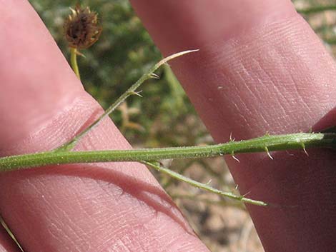 Spiny Goldenweed (Xanthisma spinulosum)