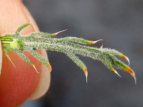 Spiny Goldenweed (Xanthisma spinulosum)