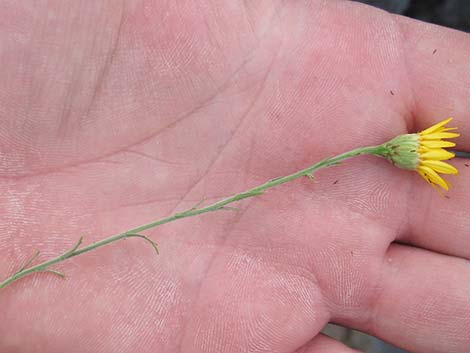 Spiny Goldenweed (Xanthisma spinulosum)