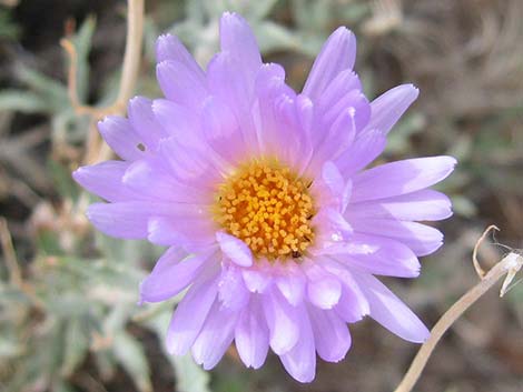 Desert Aster (Xylorhiza tortifolia)