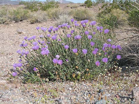 Desert Aster (Xylorhiza tortifolia)