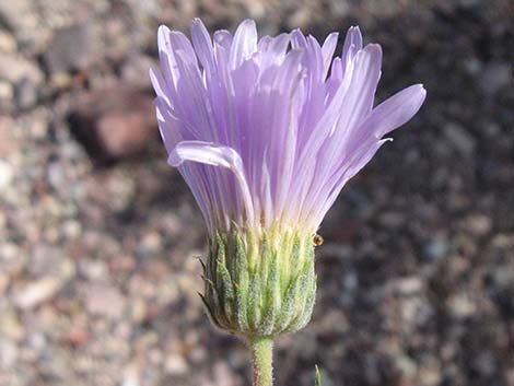 Desert Aster (Xylorhiza tortifolia)