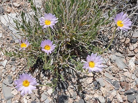 Desert Aster (Xylorhiza tortifolia)