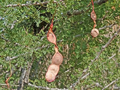 Catclaw Acacia (Acacia greggii)