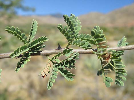 Catclaw Acacia (Acacia greggii)