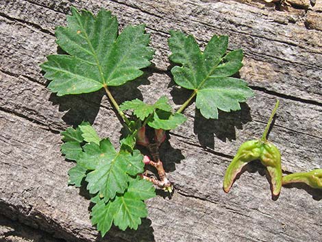 Rocky Mountain Maple (Acer glabrum var. diffusum)