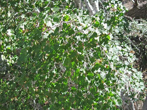 Rocky Mountain Maple (Acer glabrum var. diffusum)