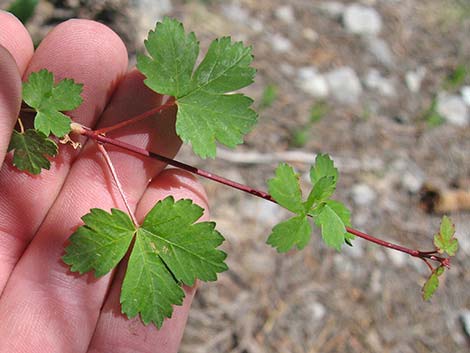 Rocky Mountain Maple (Acer glabrum var. diffusum)