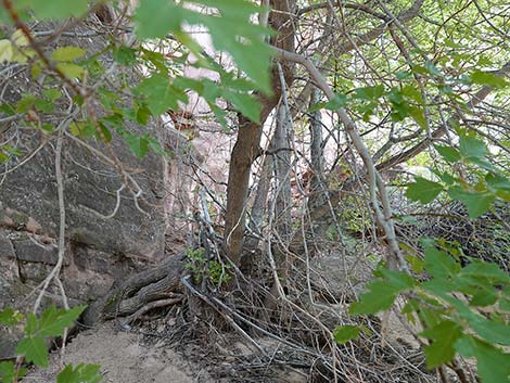 Boxelder (Acer negundo)