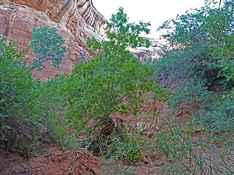 Boxelder (Acer negundo)