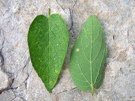 Netleaf Hackbury (Celtis reticulata)