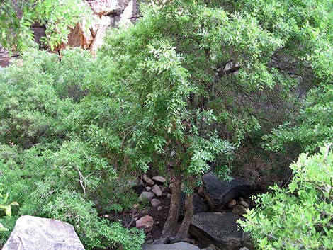 Netleaf Hackbury (Celtis reticulata)