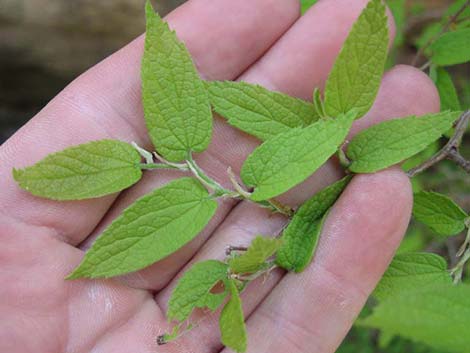 Netleaf Hackbury (Celtis reticulata)