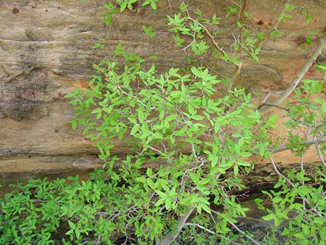 Netleaf Hackbury (Celtis reticulata)