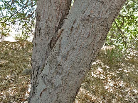 Netleaf Hackbury (Celtis reticulata)