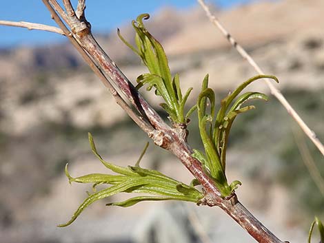 Desert Willow (Chilopsis linearis)