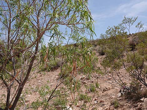 Desert Willow (Chilopsis linearis)